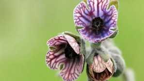 Kde pestovacia tráva liek a čo je užitočné